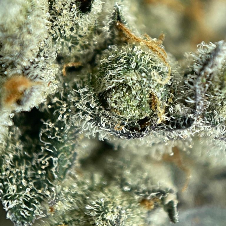 green j (3)