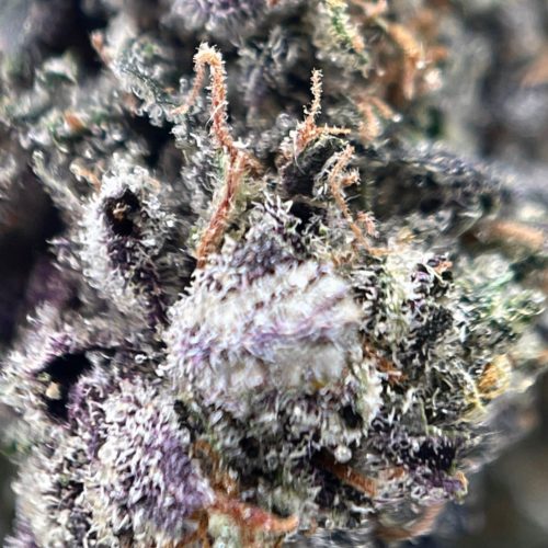 28GR - ROCKSTAR PLATINUM - INDICA - (AAA)