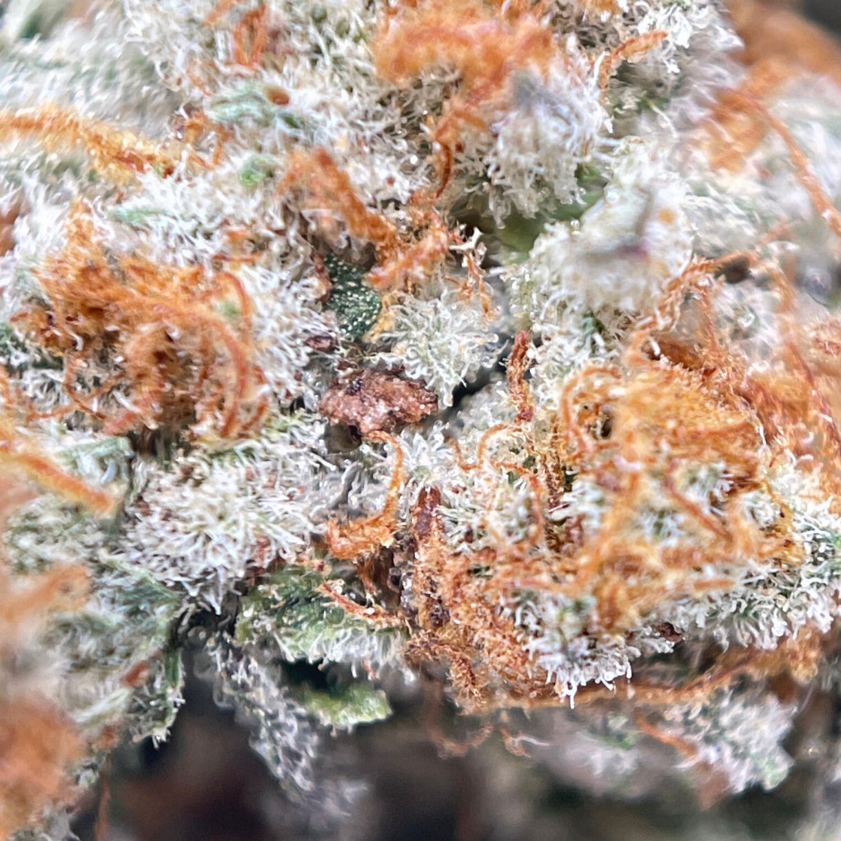 ORANGE CREAMSICLE (SMALLS) SATIVA (AAA) King Tuts