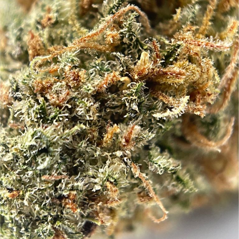 glue berry 2