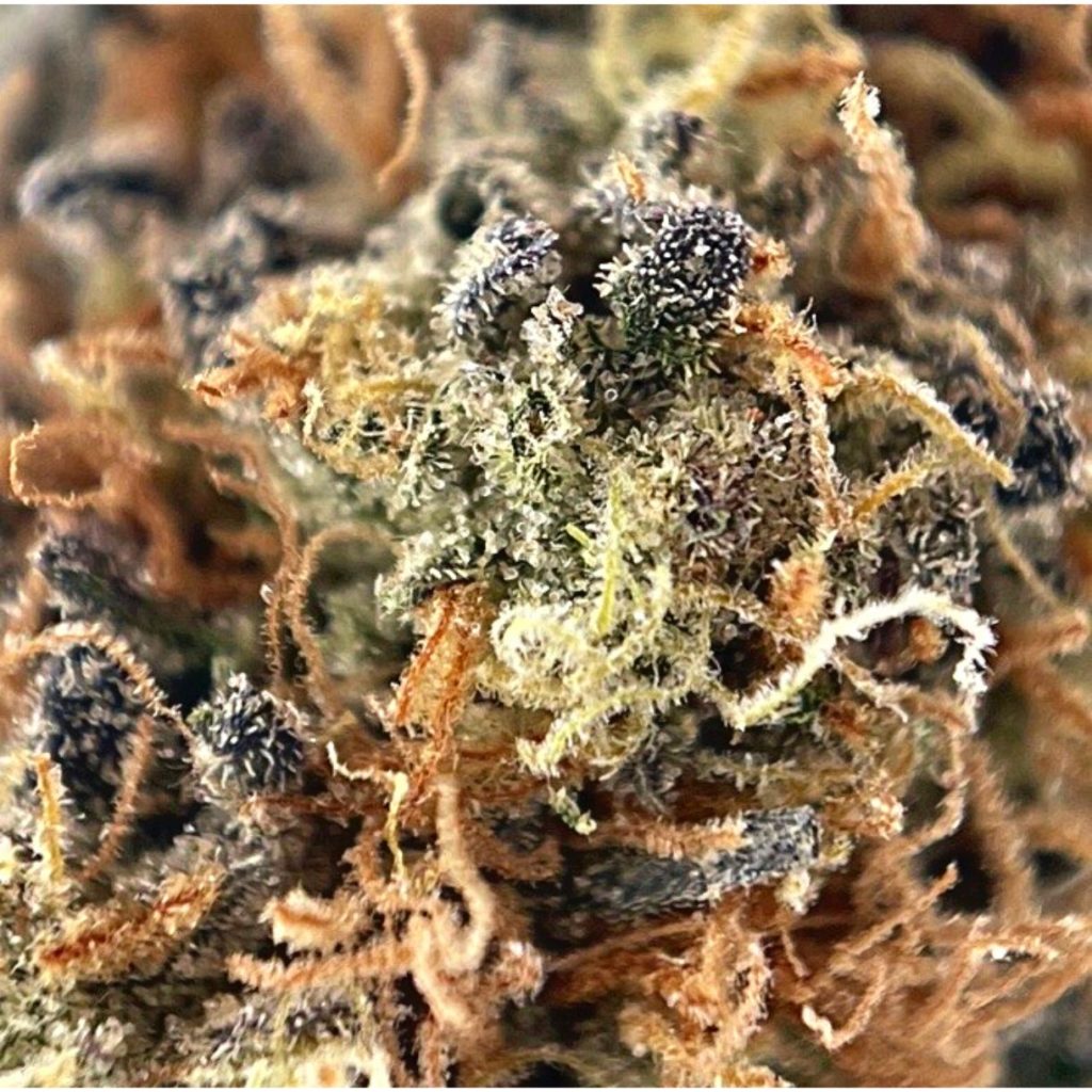 PIE INDICA (AAA) King Tuts