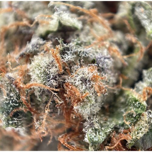 RAINBOW RUNTZ - BALANCED HYBRID - (AAA)