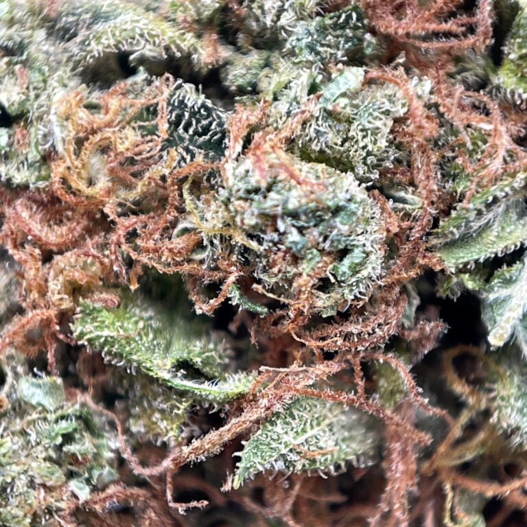 pp orange skunk 2