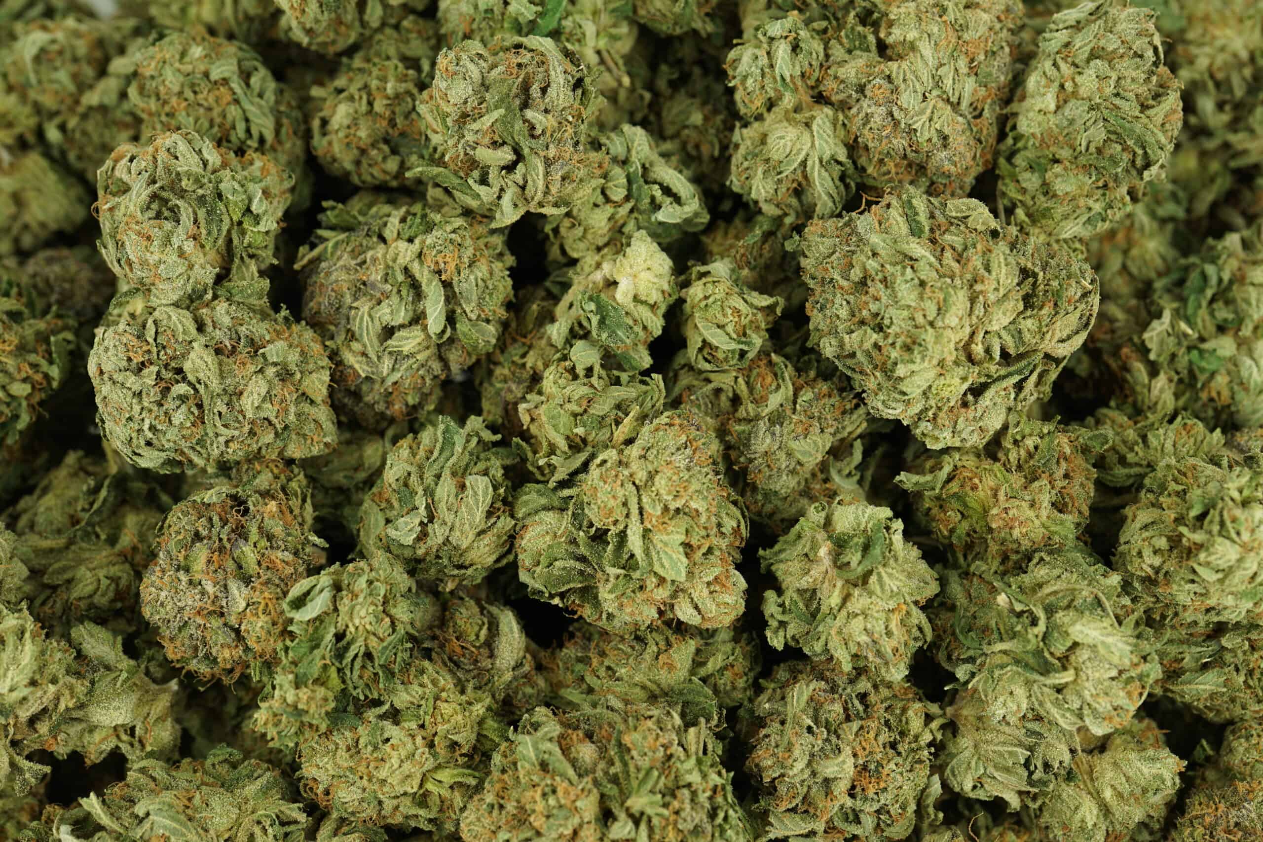 1/2p - JELLY BREATH (BULK) - INDICA - (AAA) - Image 3