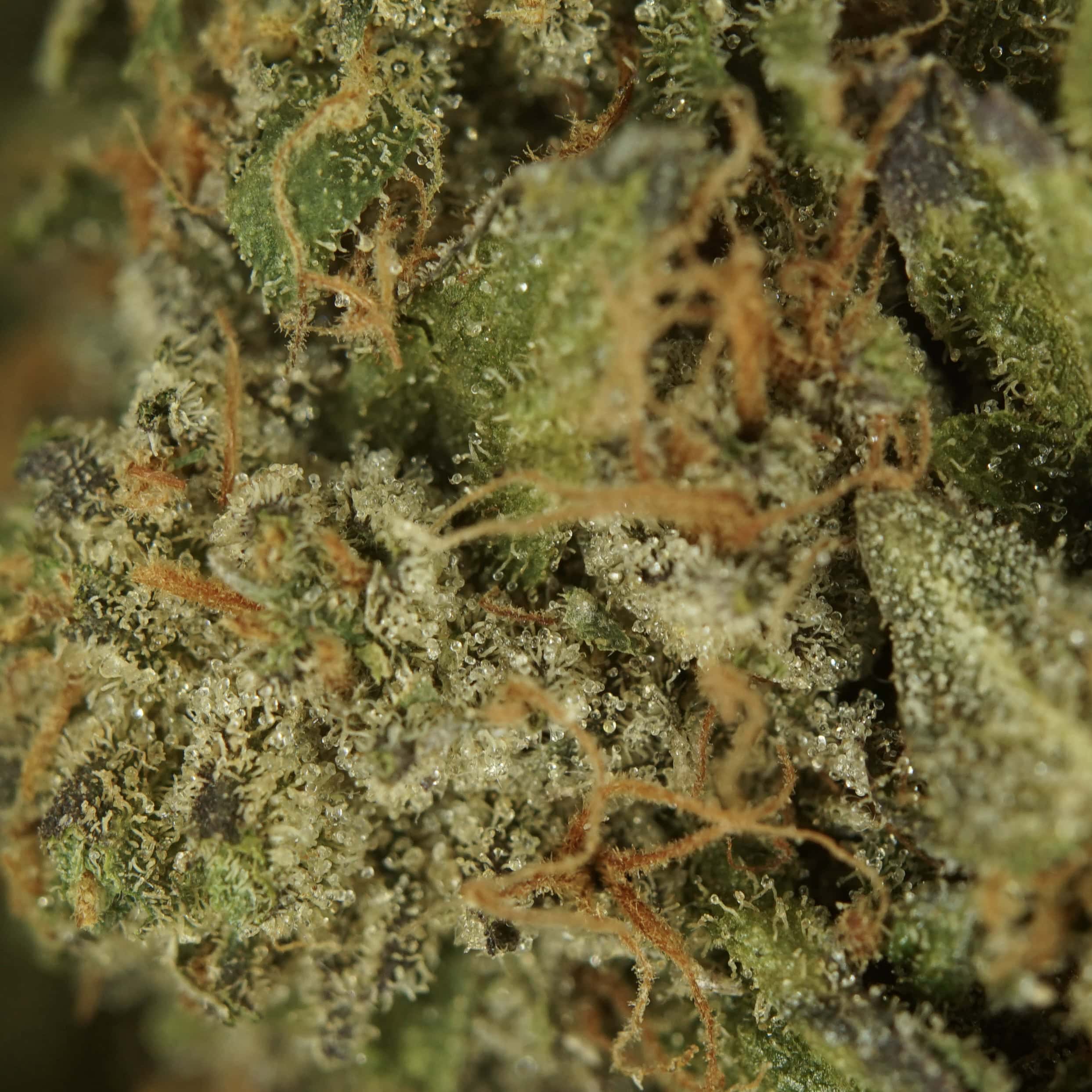 1/2p - JELLY BREATH (BULK) - INDICA - (AAA) - Image 2