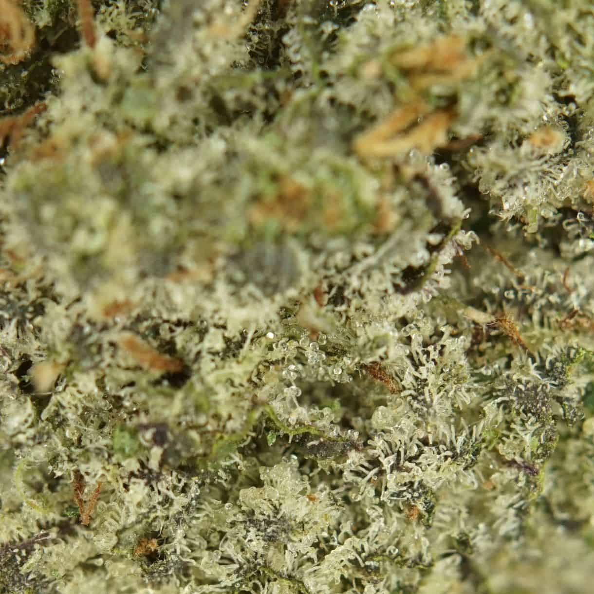 Hybrid Hash