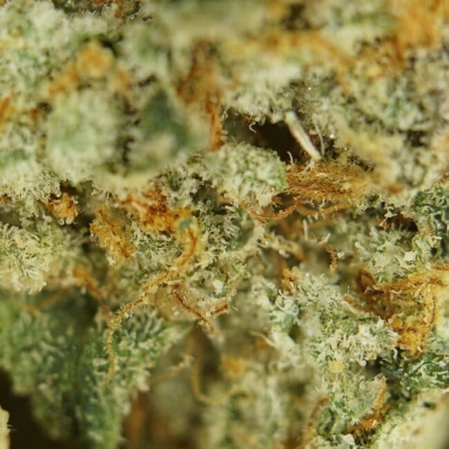 pp gg4 smalls 2