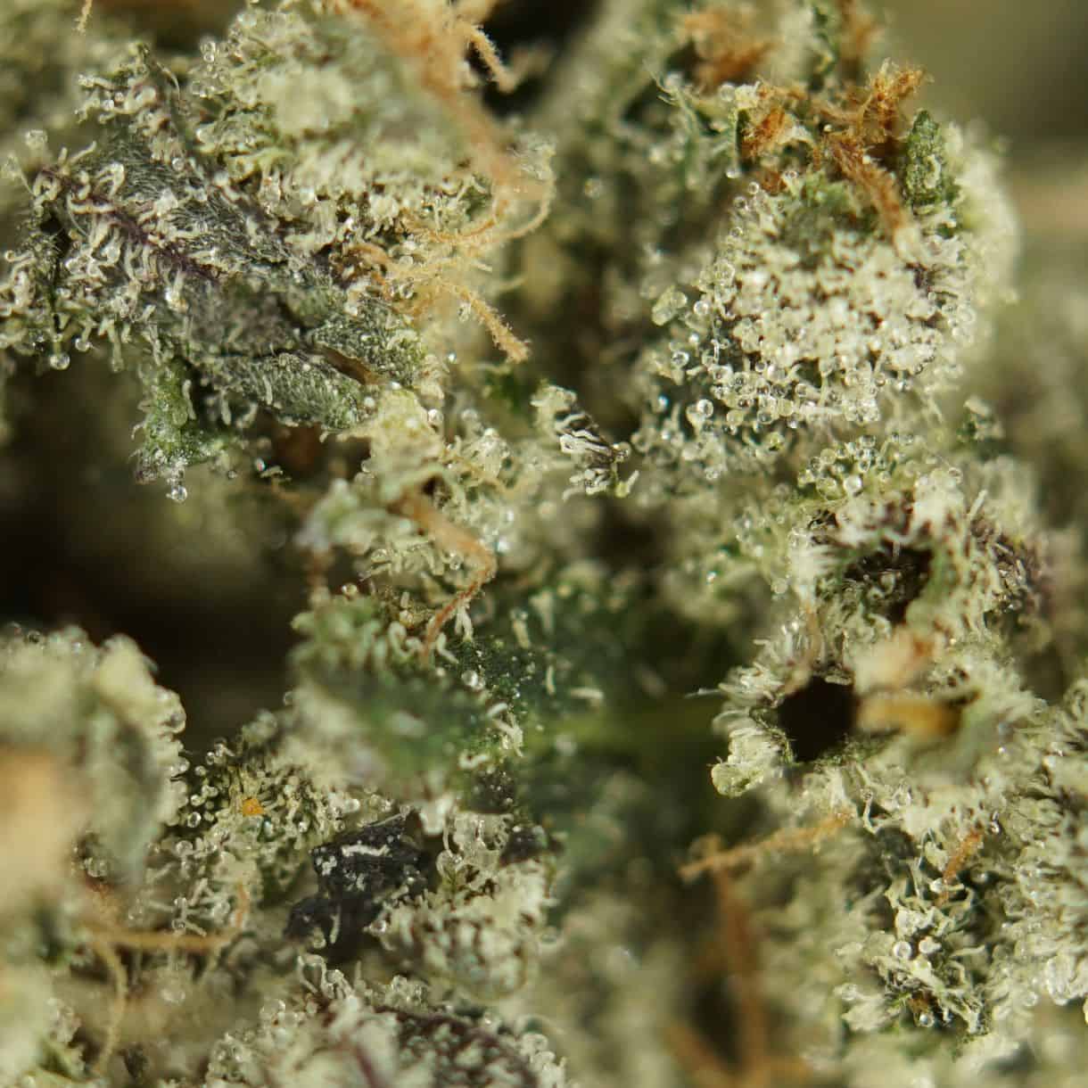 close-up macro of whuite death smalls cannabis bud showing dense trichomes, green tones, and orange pistils