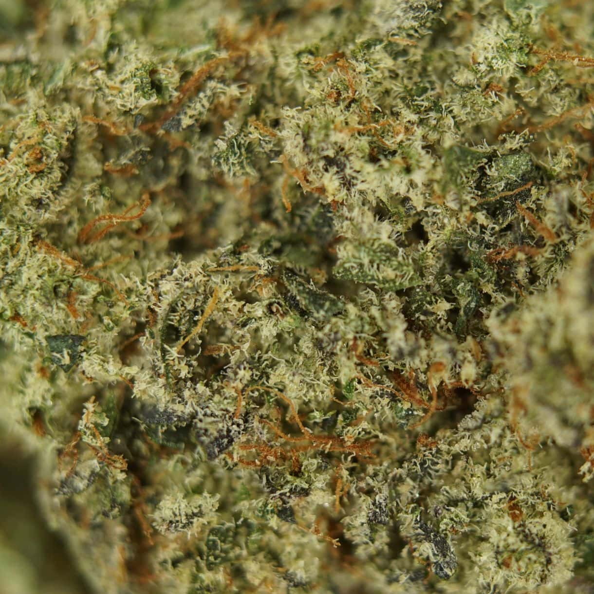 28gr - DEATH STAR - INDICA - (AAA) - Image 2
