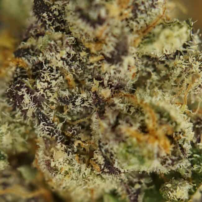 pp gorilla butter smalls 2