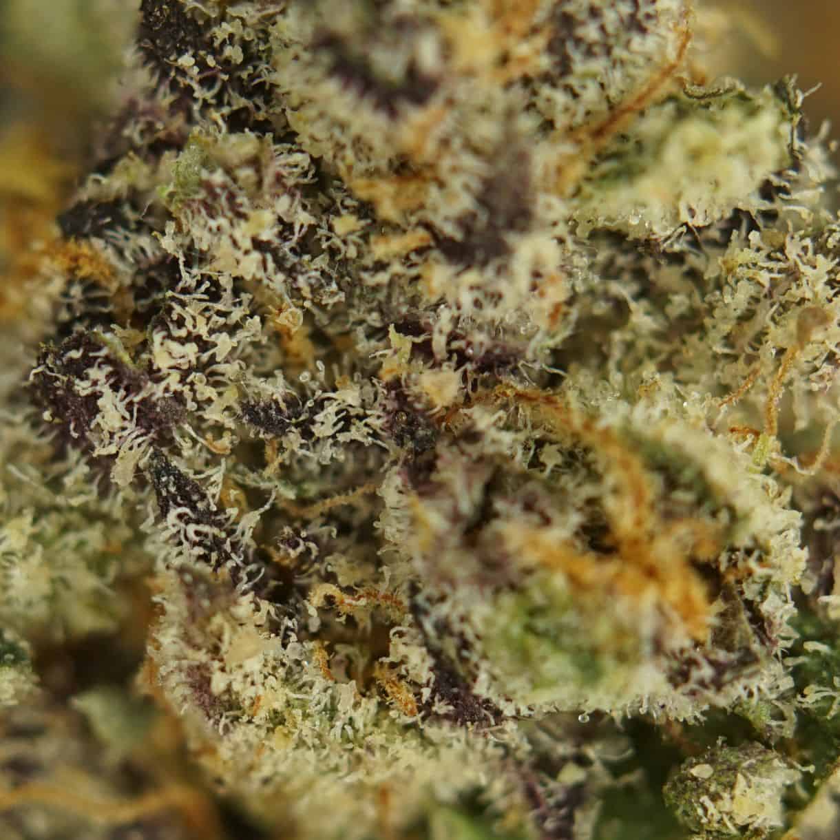 close-up Gorilla Butter macro of cannabis bud showing dense trichomes, green tones, and orange pistils