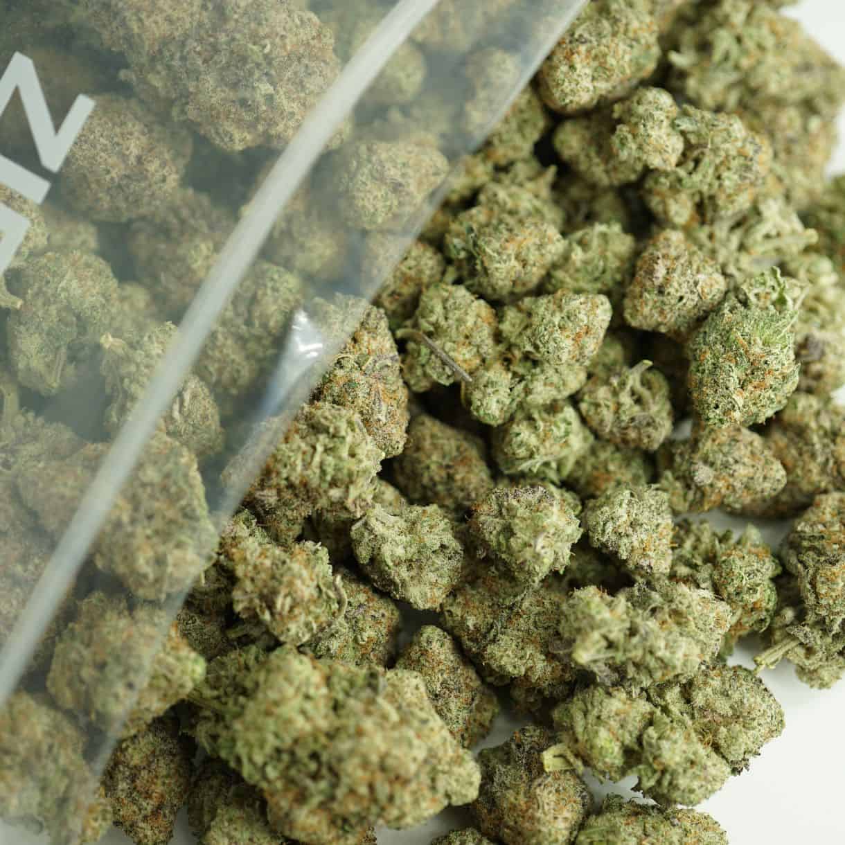 raspberry glue close-up image of cannabis buds spilling out of a clear ZIP-ZAG plastic bag onto a white surface, showing dense green nugs with visible trichomes and orange hairs.