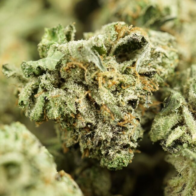 1/2p - CAPTAIN'S PINK (SMALLS) (BULK) - INDICA - (AAA) - Image 2