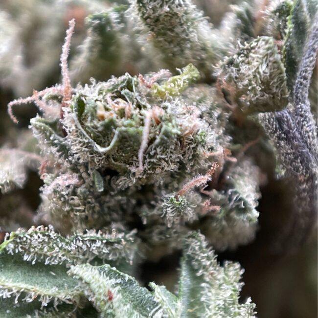 28gr - LEMON SOUR DIESEL - SATIVA - (AAA) - Image 2