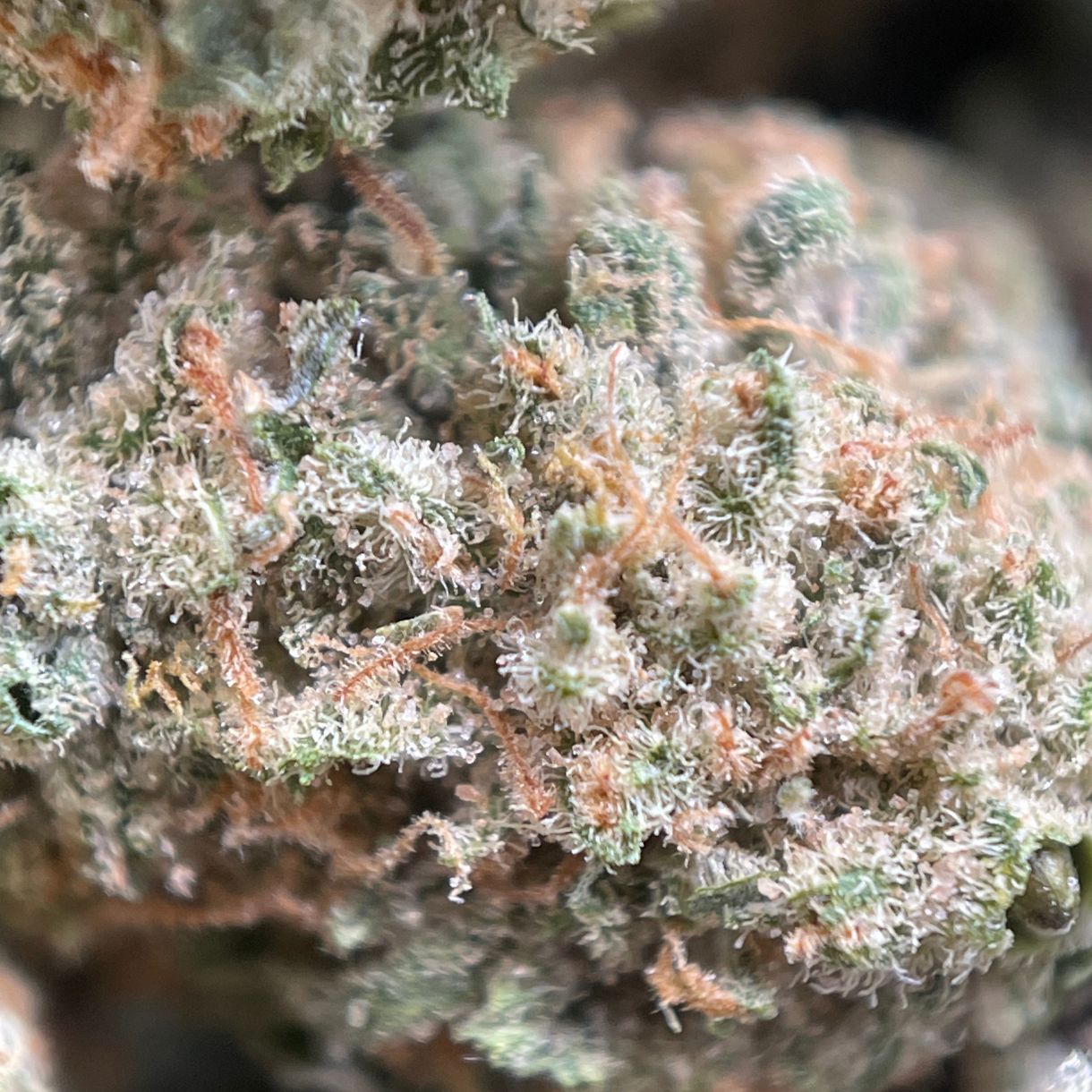 7g Blue Meanies