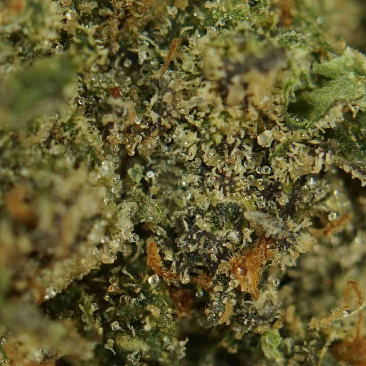 1/2p - PURE MICHIGAN (SMALLS) (BULK) - INDICA - (AA) - Image 2