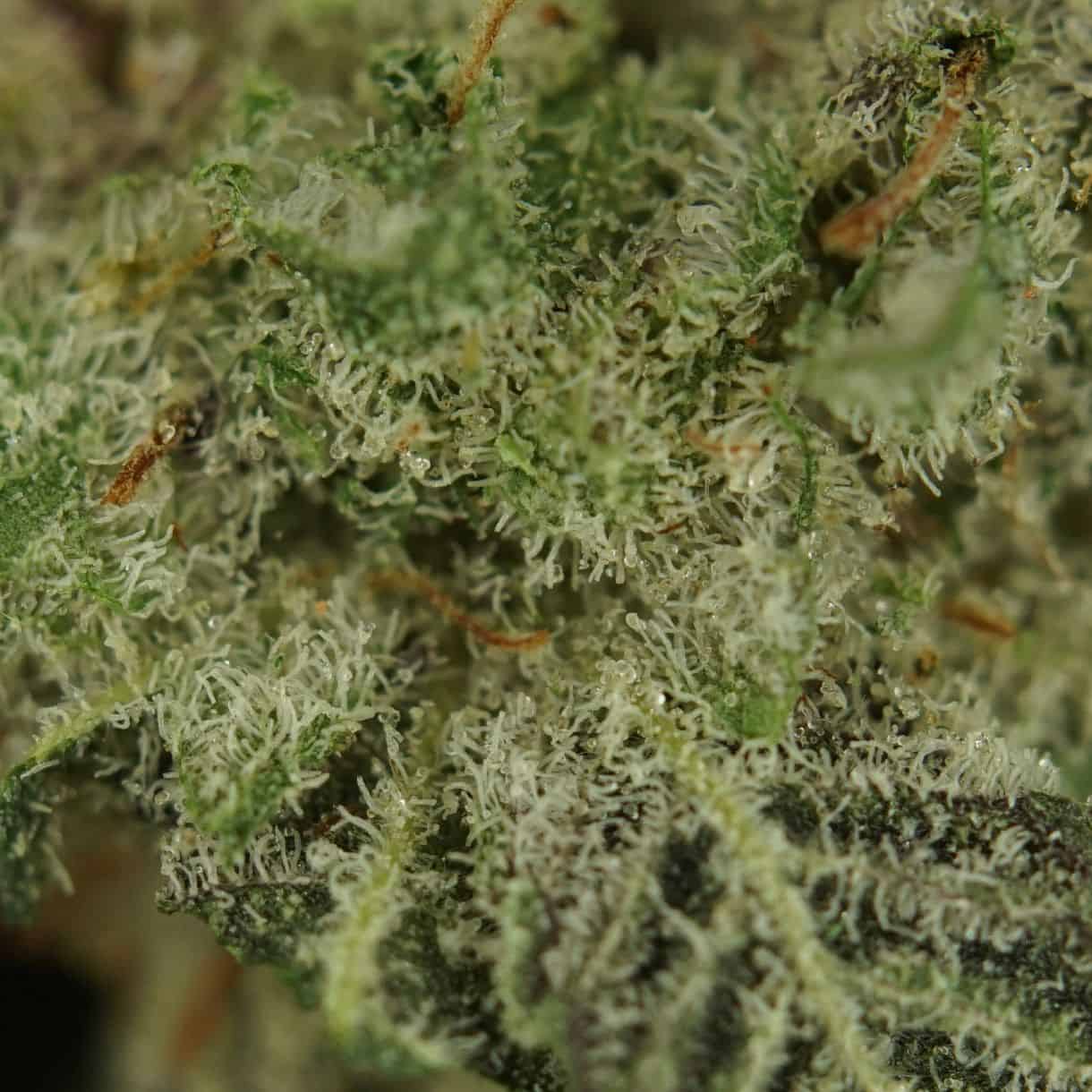 28gr - BLACK SKUNK BERRY SMALLS - INDICA - (AAA) - Image 2