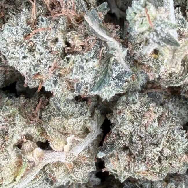 PP gelato 2