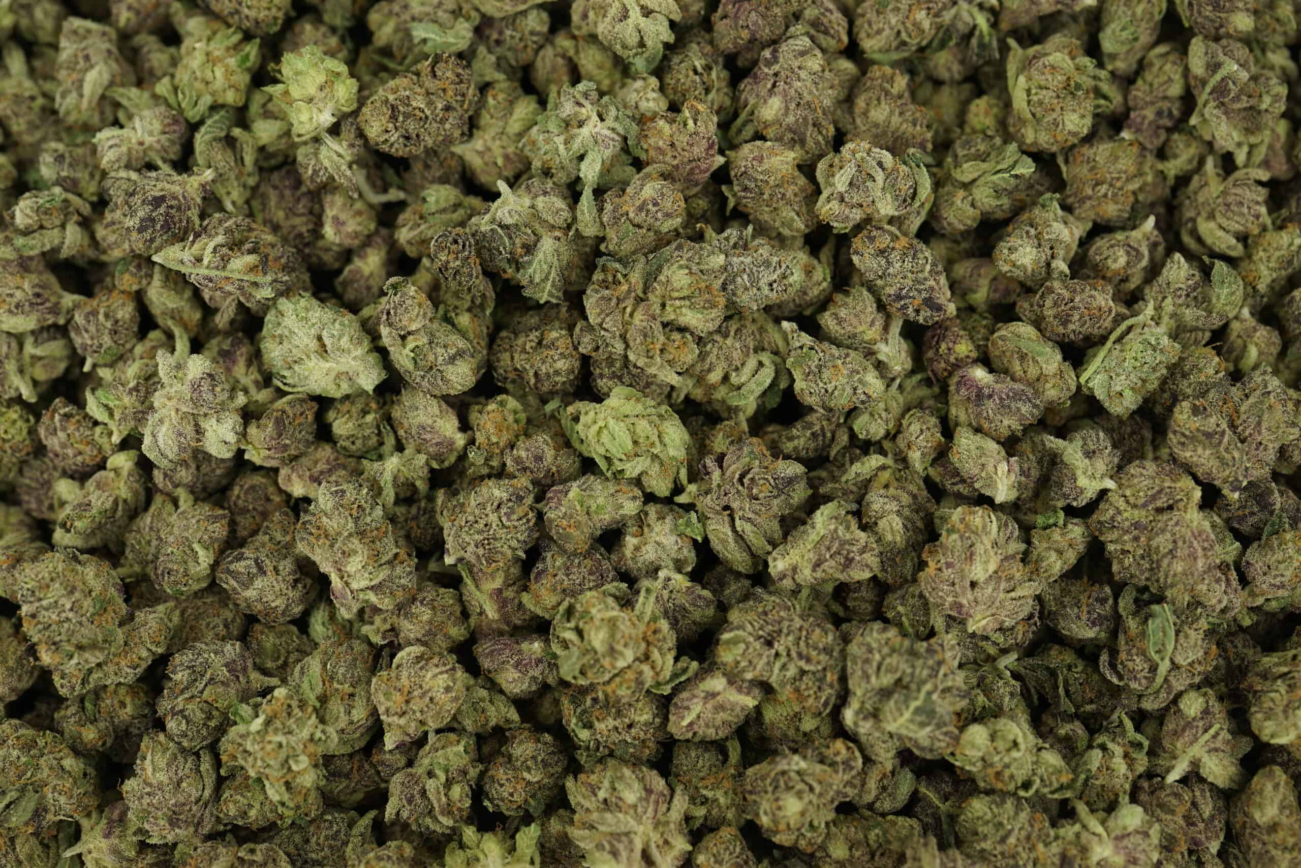 28gr - GREY GOOSE (SMALLS) - BALANCED HYBRID - (AAA) - Image 3