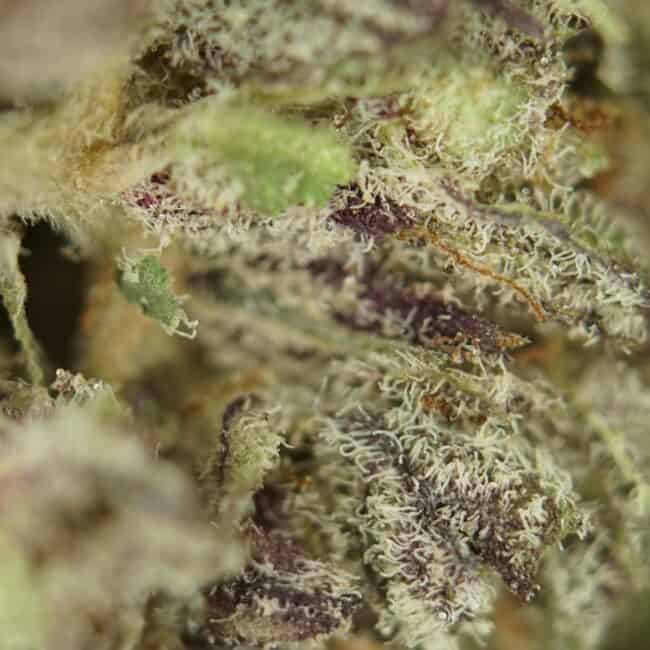 pp black cherry punch 2