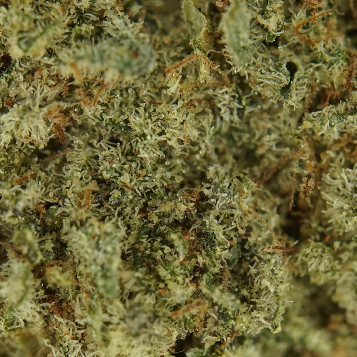 28gr - BLACKBERRY KUSH - INDICA - (AAA) - Image 2