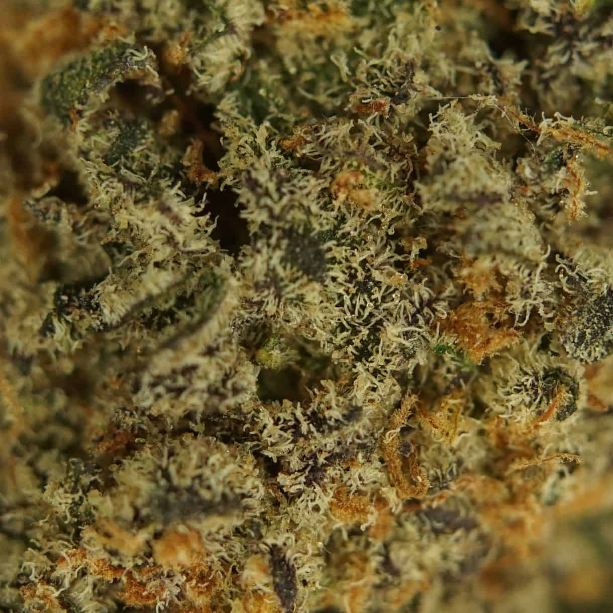 28gr - KRAKEN - INDICA - (AAA) - Image 2