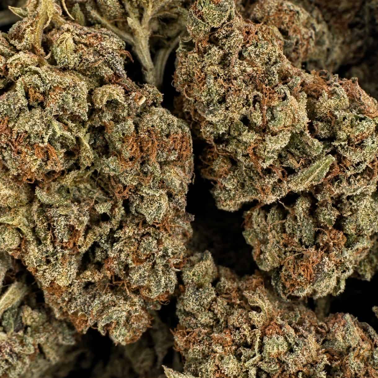 28gr - PINK RUNTZ - BALANCED HYBRID - (AAA) - Image 2