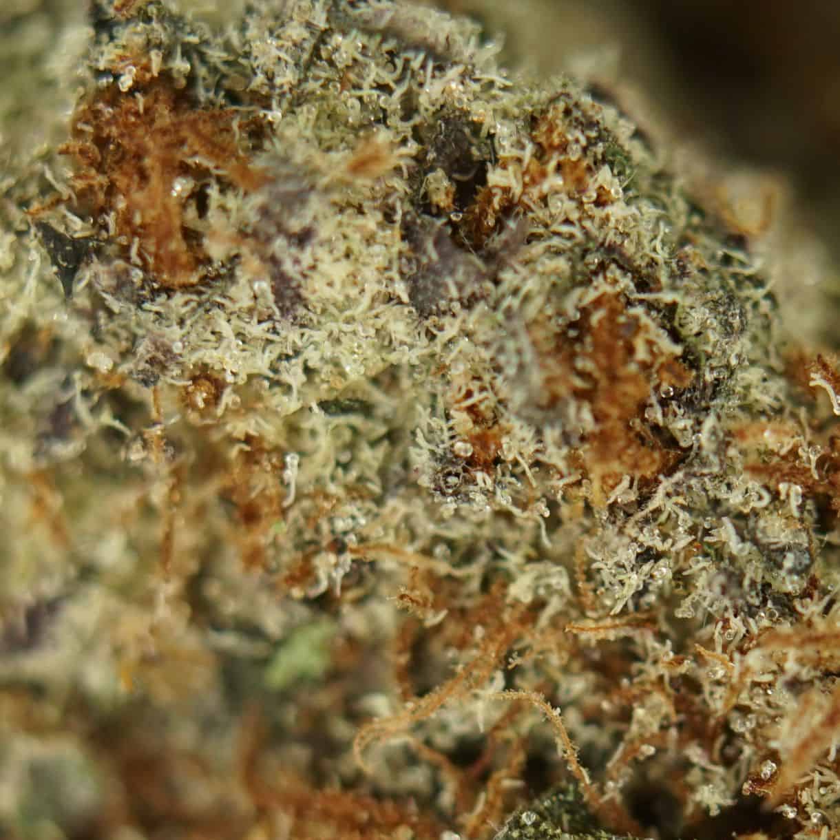 rainbow cake close-up macro of cannabis bud showing dense trichomes, green tones, and orange pistils