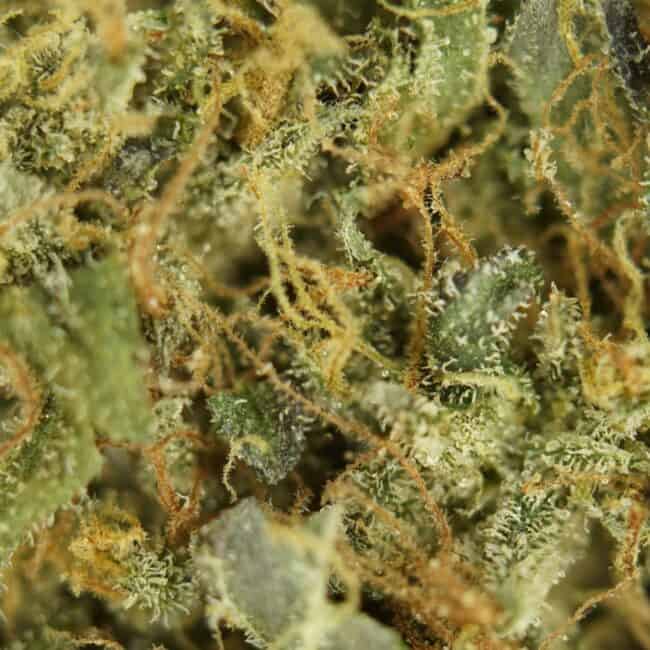pp tuna breath 2