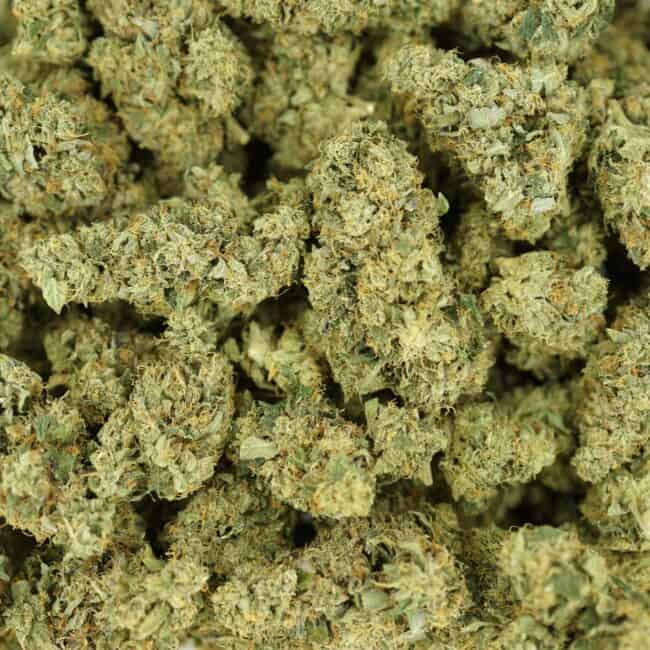 pp tuna breath full