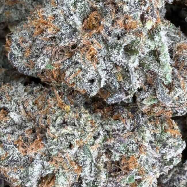pp domnkey truffle 2