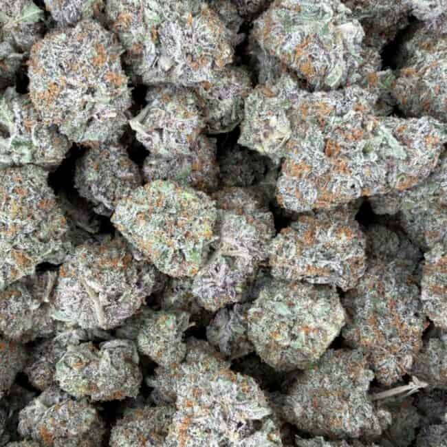 pp domnkey truffle full