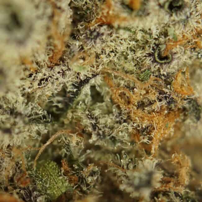 pp garlic truffle 2