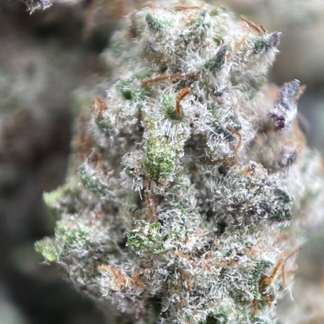 28gr - MAC1 (MICROS) - BALANCED HYBRID - (AAA) - Image 2