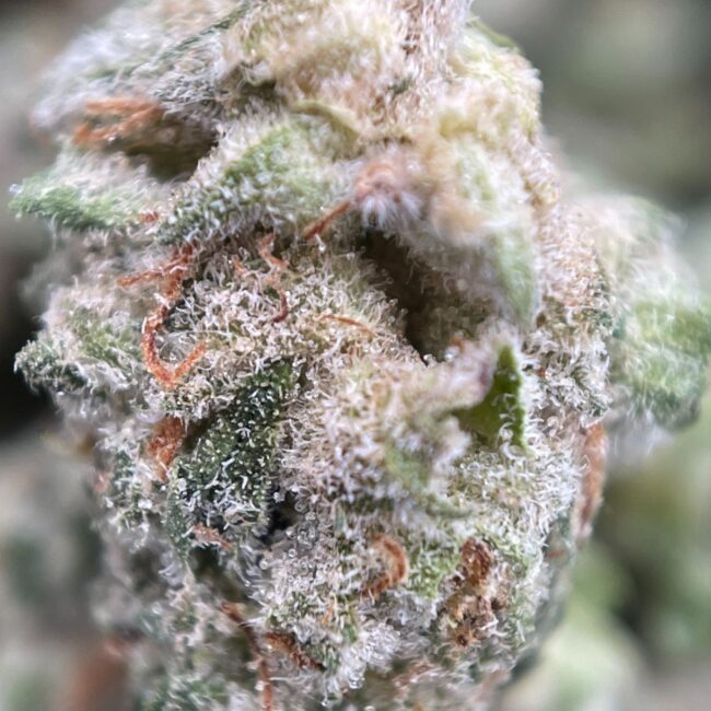 28gr- PLATINUM KUSH BREATH (MICROS) - INDICA - (AAA) - Image 2