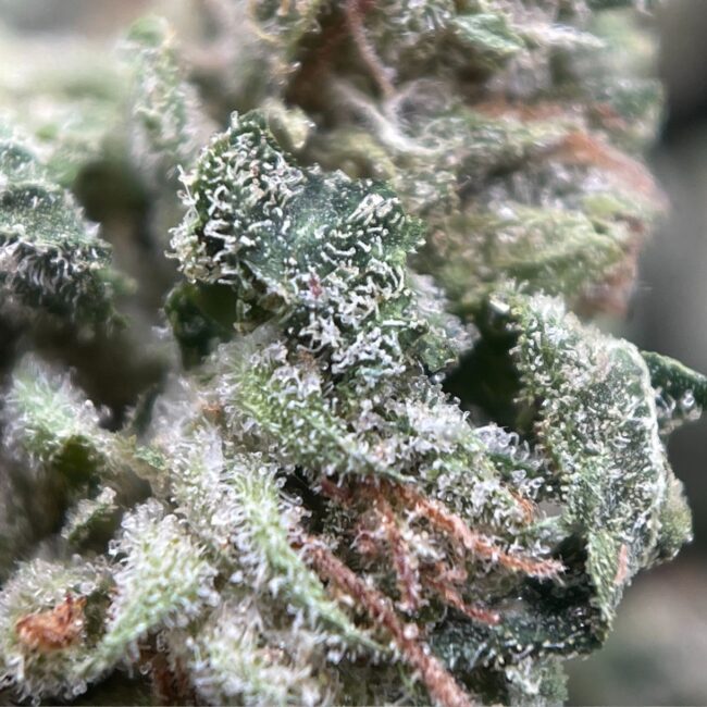 28gr - ROCKSTAR TUNA (MICROS) - INDICA - (AAA) - Image 2