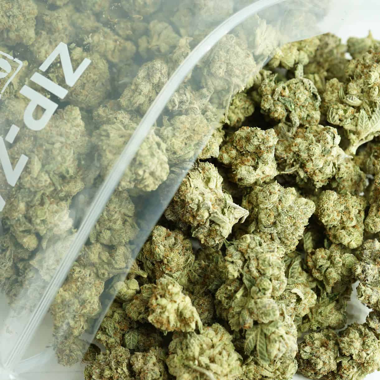1/2p - WHERE'S MY BIKE (EN VRAC) - SATIVA - (AAA)
