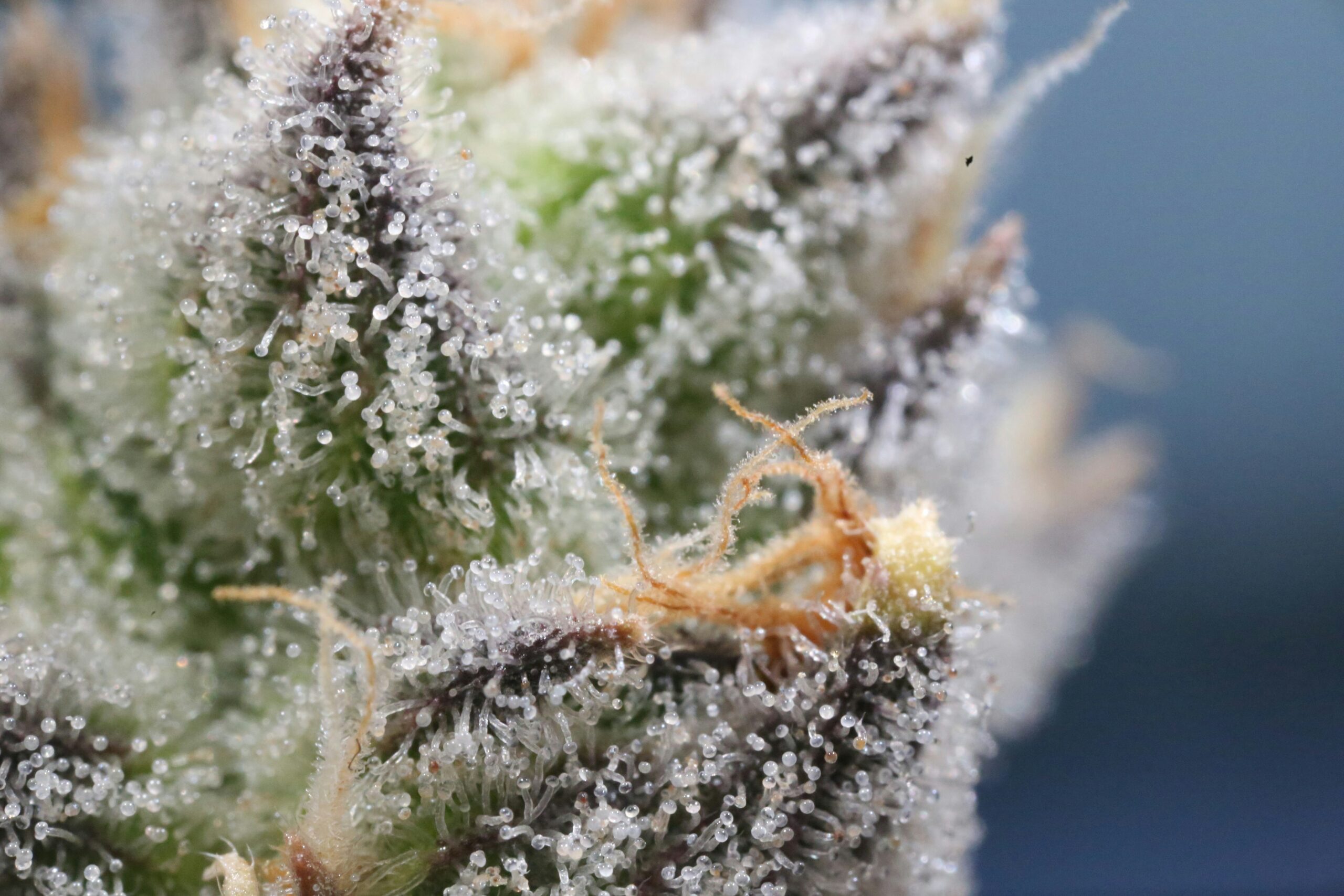 Extreme close-up of a cannabis bud covered in glistening trichomes with orange pistils.