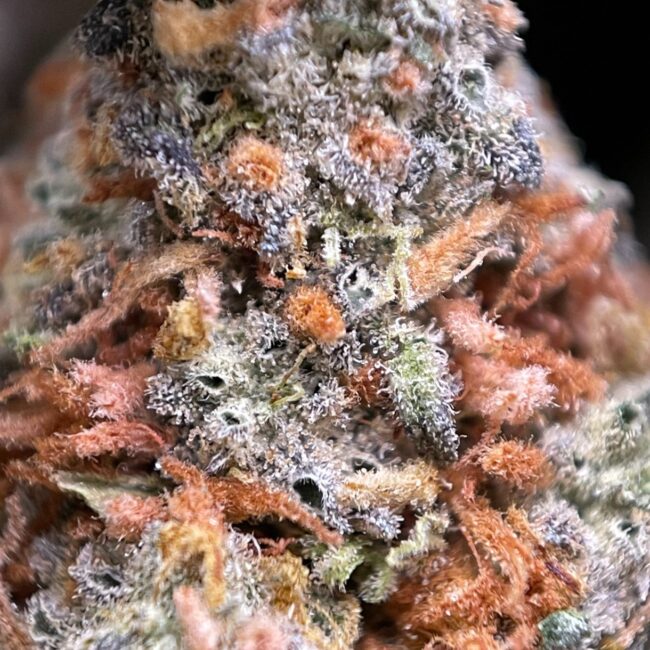 1/2p - ANIMAL BERRY (BULK) - BALANCED HYBRID - (AAA) - Image 2