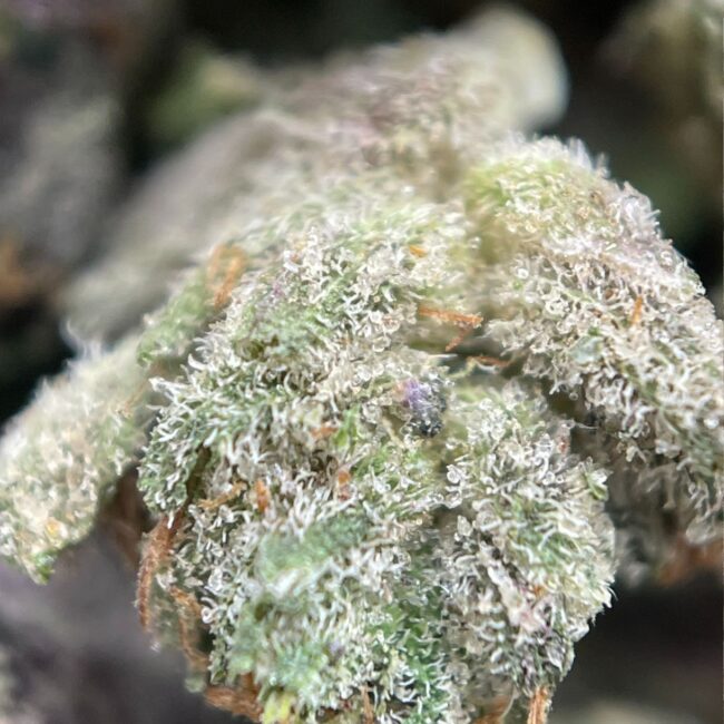 28gr - DEATH BUBBA (MICROS)  - INDICA - (AAA) - Image 2