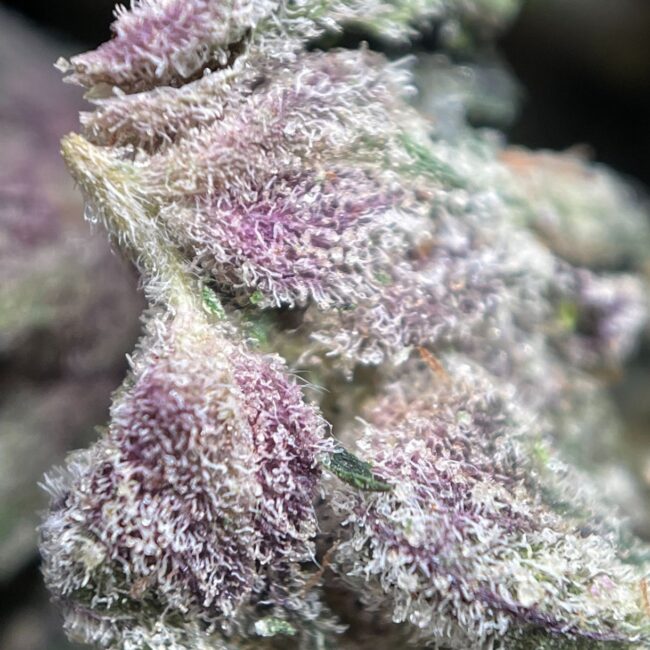 28gr - PINK ROCKSTAR (SMALLS) - INDICA - (AAA) - Image 2