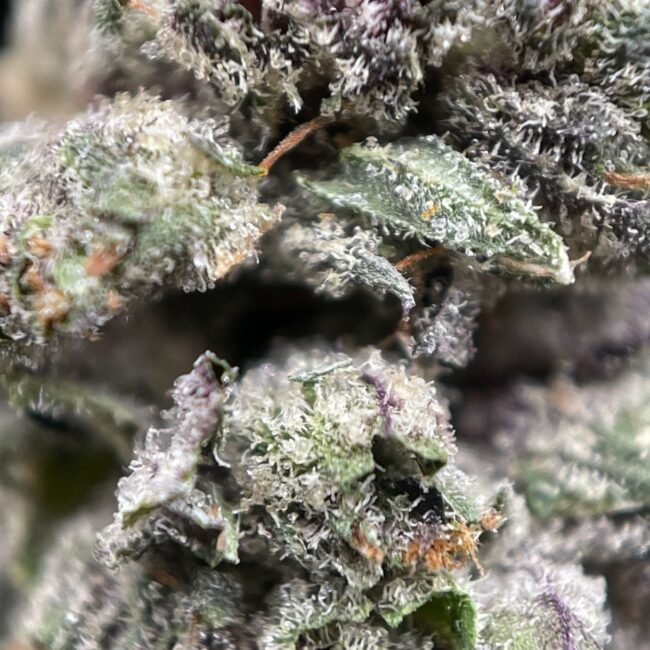 1/2p - PINK ROCKSTAR (SMALLS) - INDICA - (AAA) - Image 2