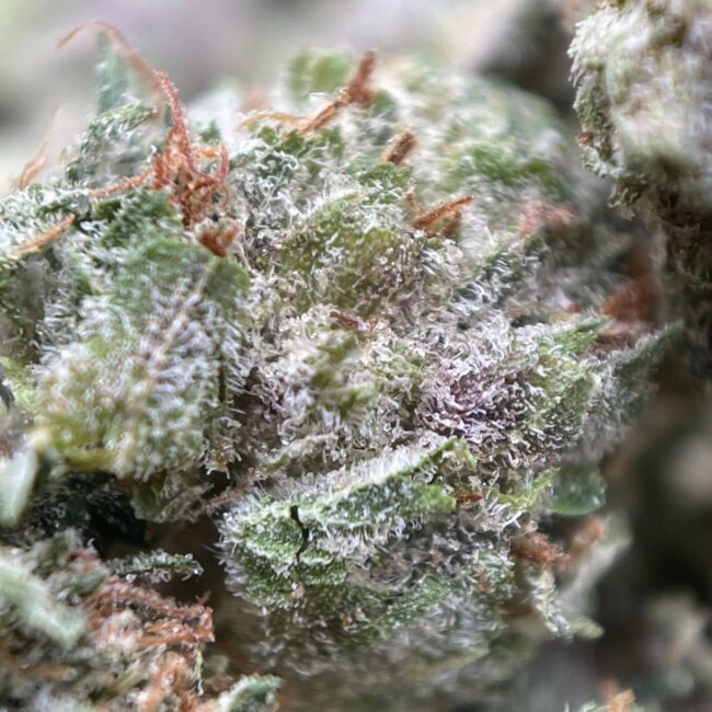 1/2p - DONKEY BUTTER (MICROS) (BULK) - INDICA - (AAA) - Image 2