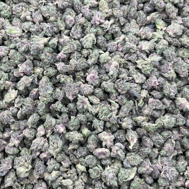 28gr - JET FUEL GELATO (MICROS) - BALANCED HYBRID - (AAA) - Image 4