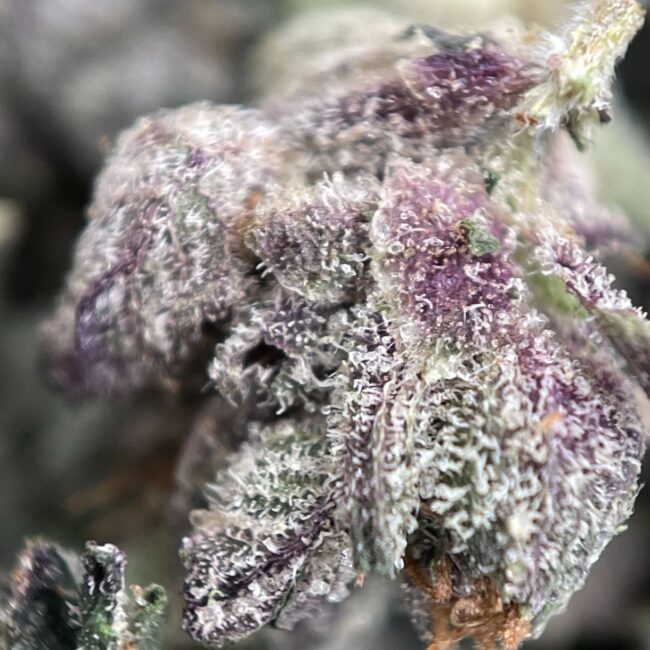 28gr - JET FUEL GELATO (MICROS) - BALANCED HYBRID - (AAA) - Image 2
