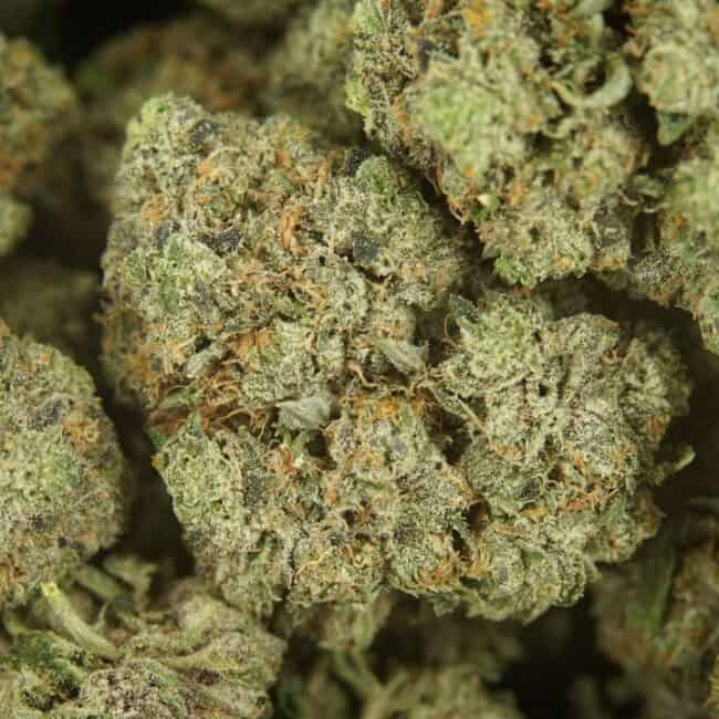 PP bubba (1)