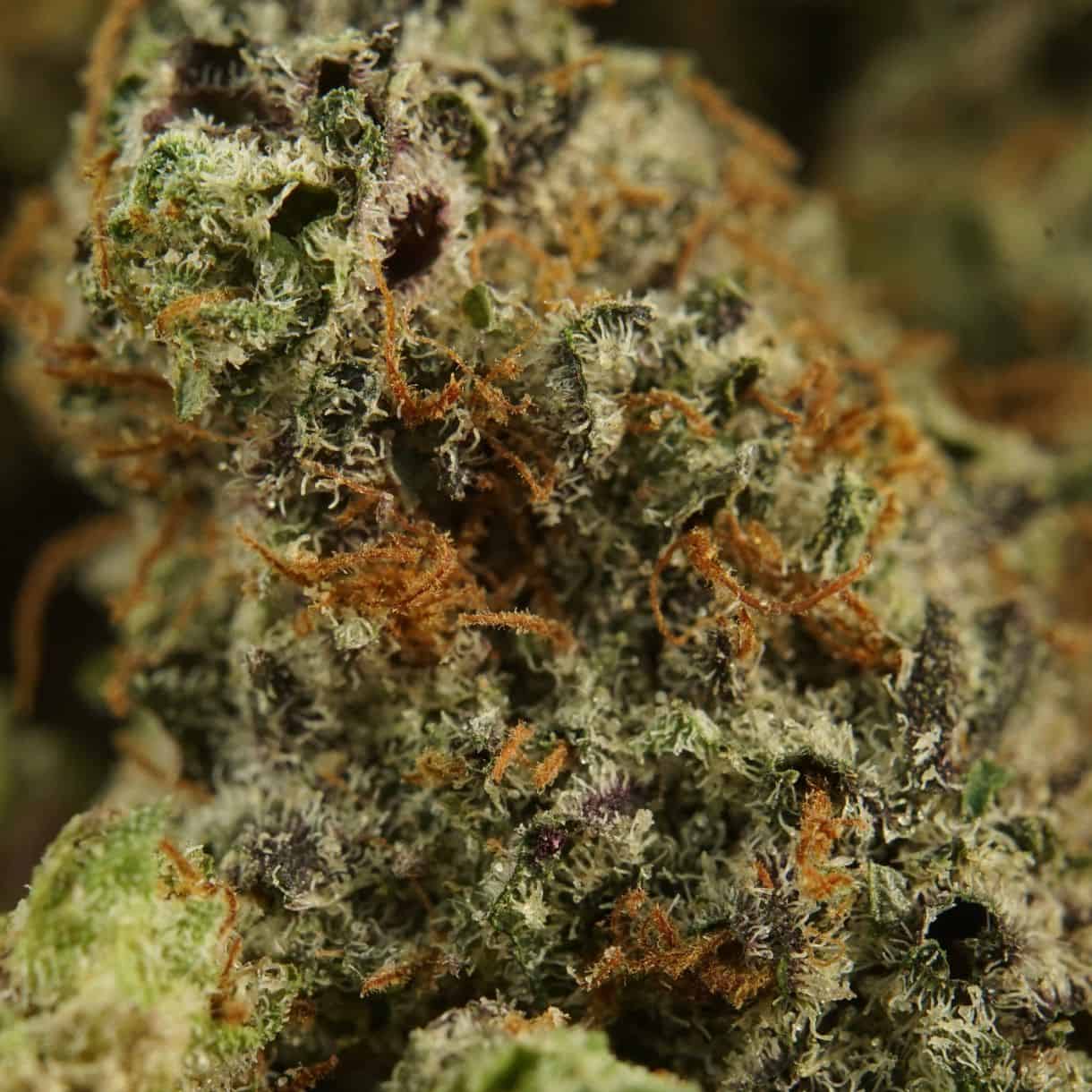 Top Sativa Flower
