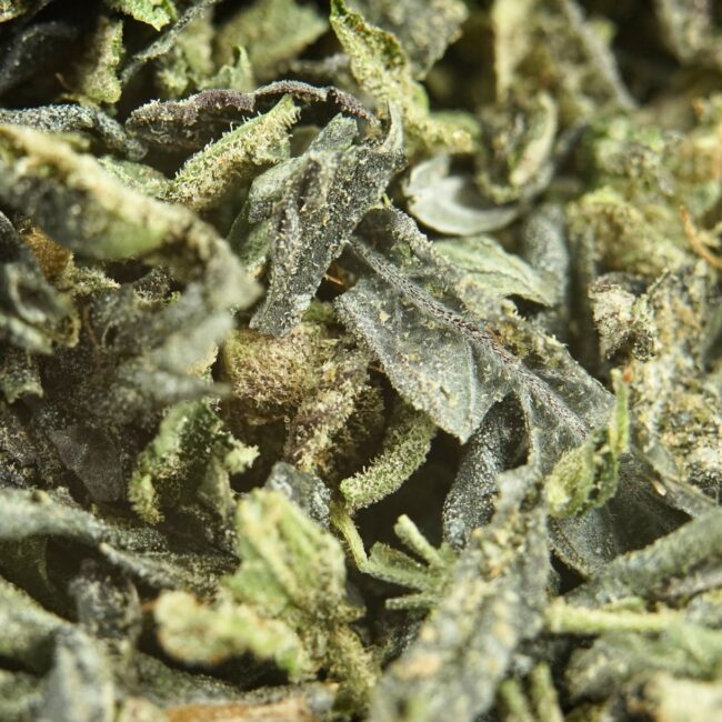 2oz MASTER KUSH TRIM - INDICA - Image 2