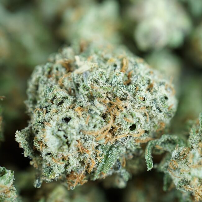 1/2p - LEMON TART (MICROS) (BULK)- SATIVA - (AAA) - Image 2