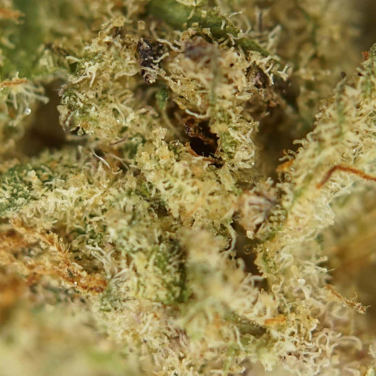 gorilla mac close-up macro of cannabis bud showing dense trichomes, green tones, and orange pistils